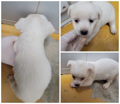 논산시 동물보호센터_444454202400874