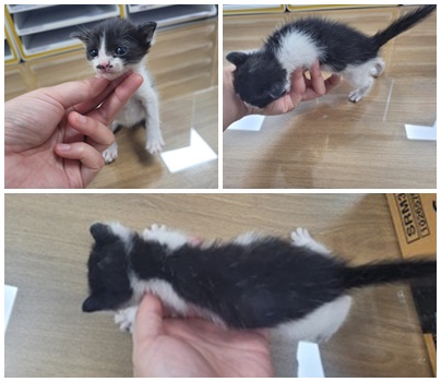 논산시 동물보호센터_444454202400881