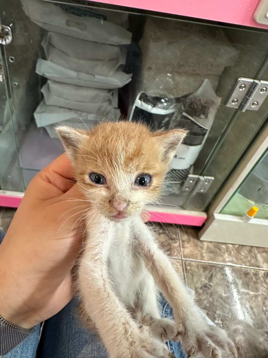 대한동물사랑협회_446482202400785