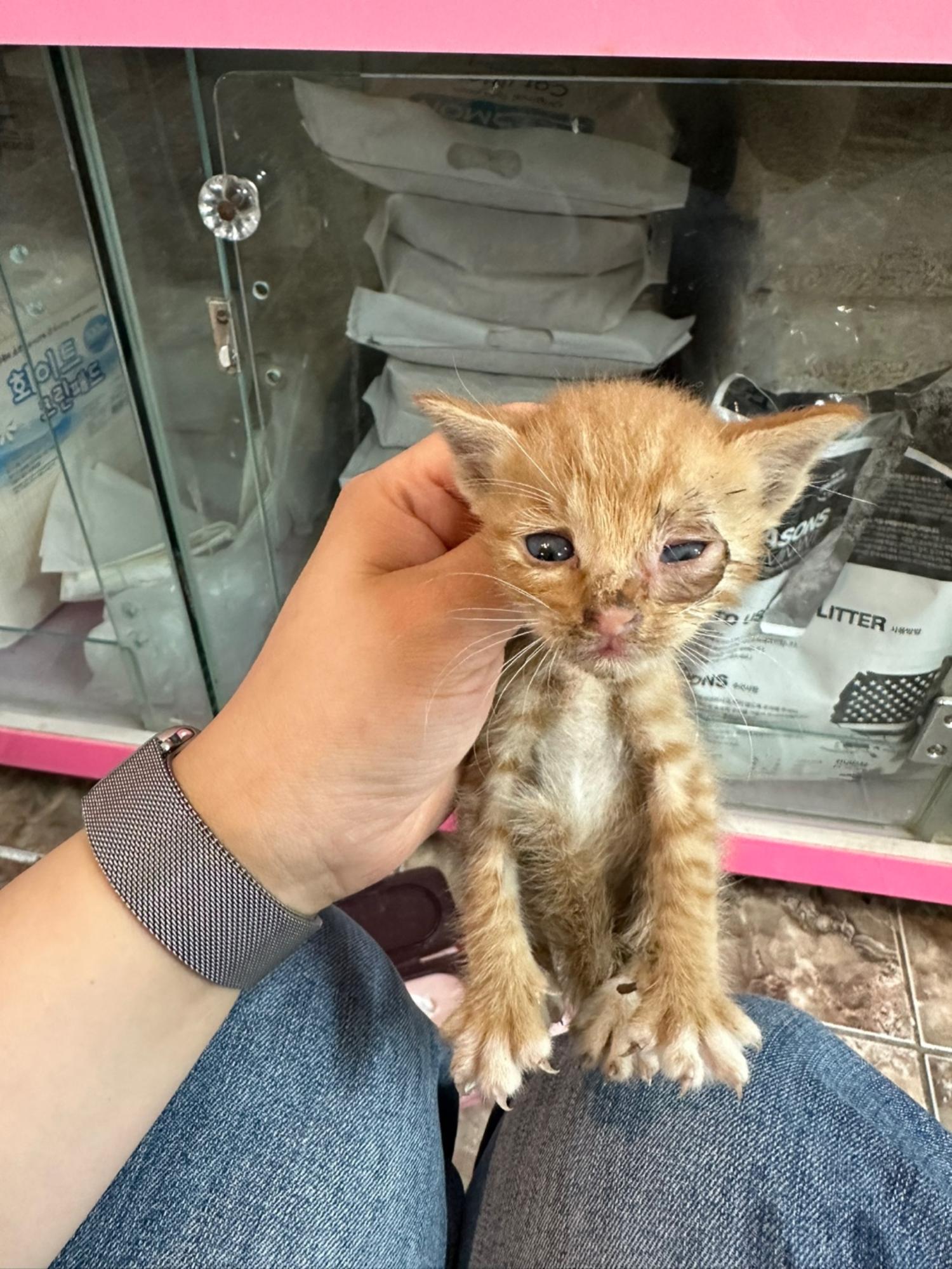 대한동물사랑협회_446482202400786