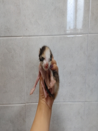 동부동물보호협회_426335202400531