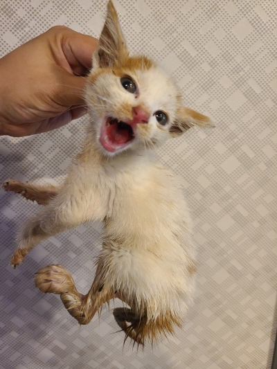 동부유기동물보호협회_426333202400606