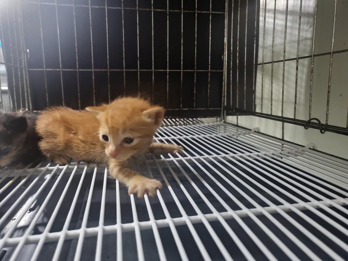 종료(자연사) 한국…