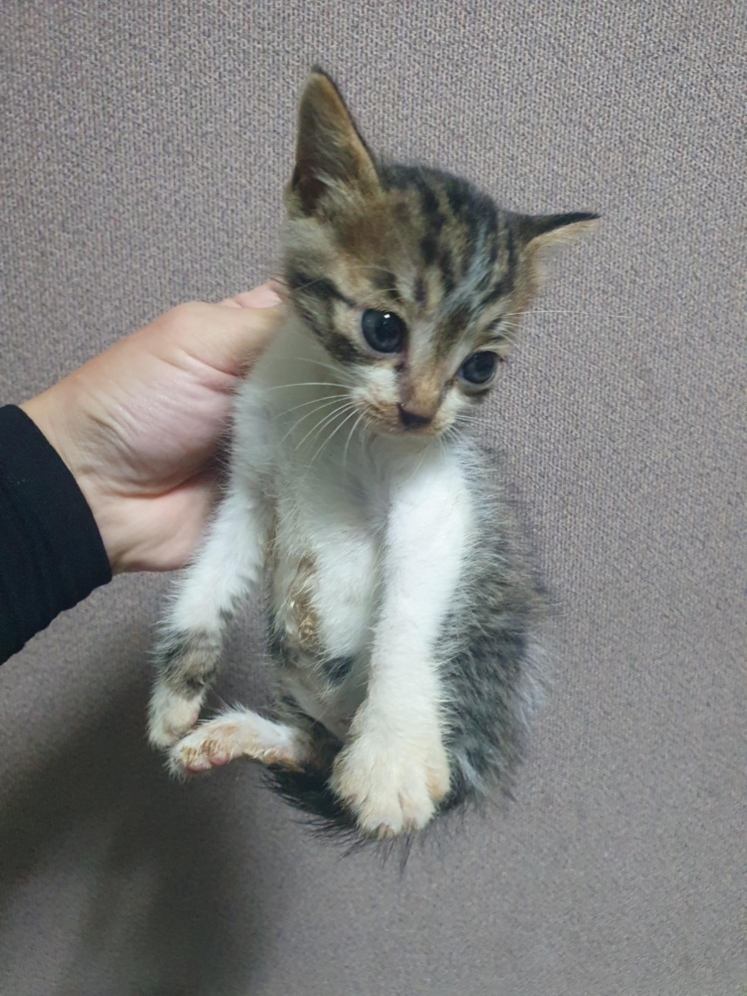 보호중 한국 고양이…