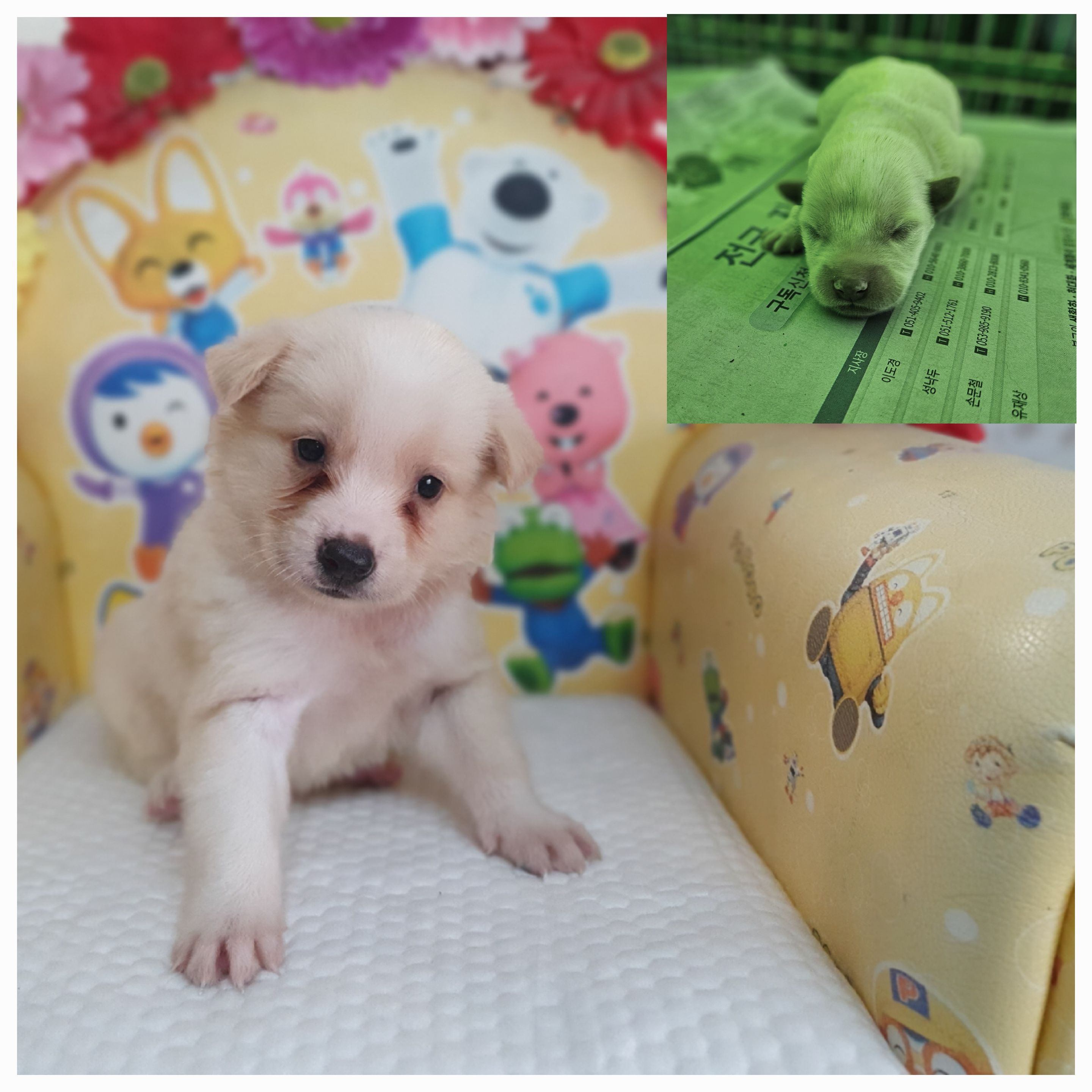 창원유기동물보호소_448567202400969