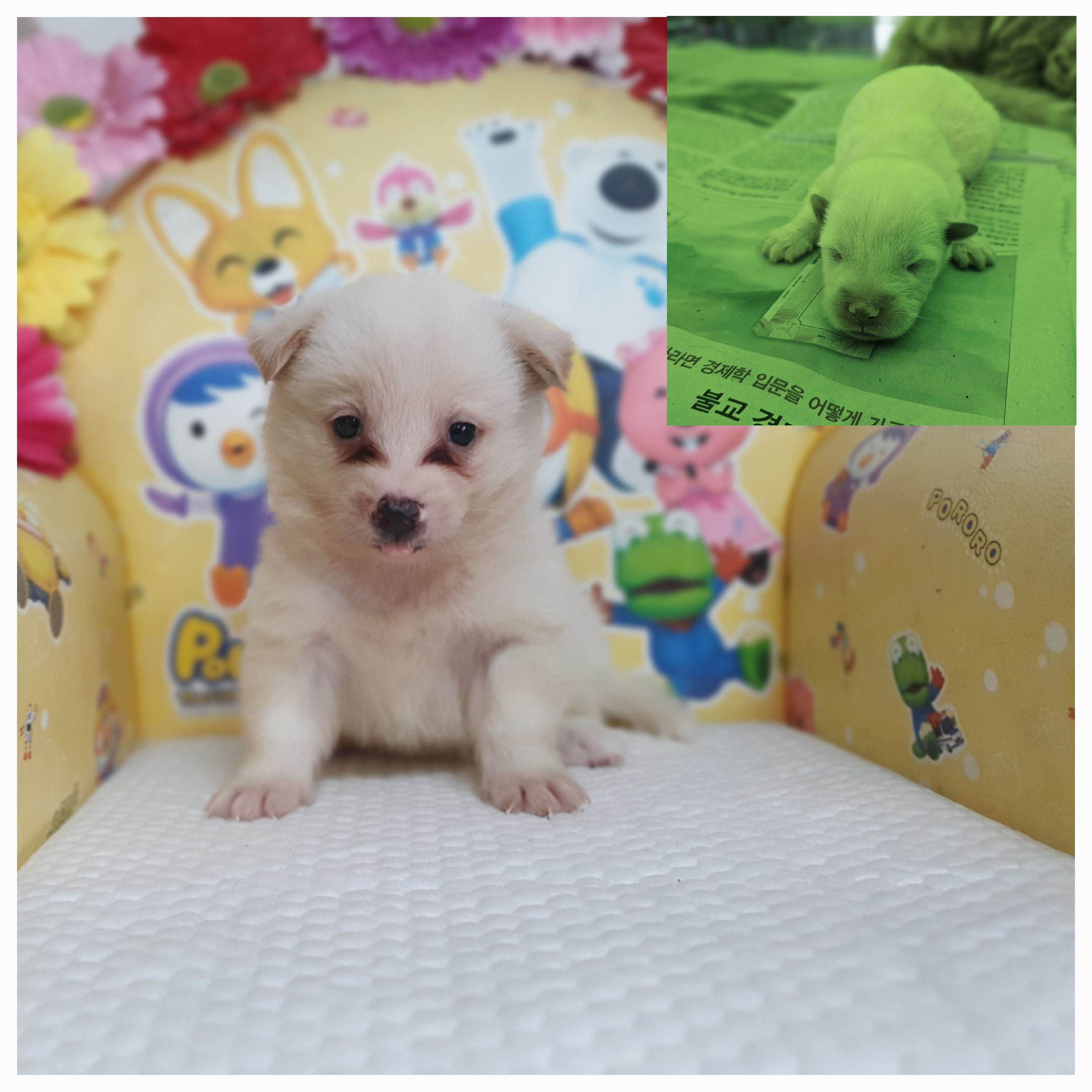 창원유기동물보호소_448567202400967