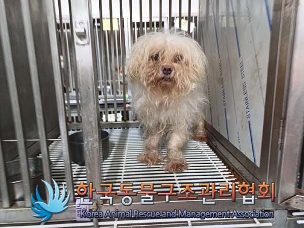 종료(기증) 말티즈…