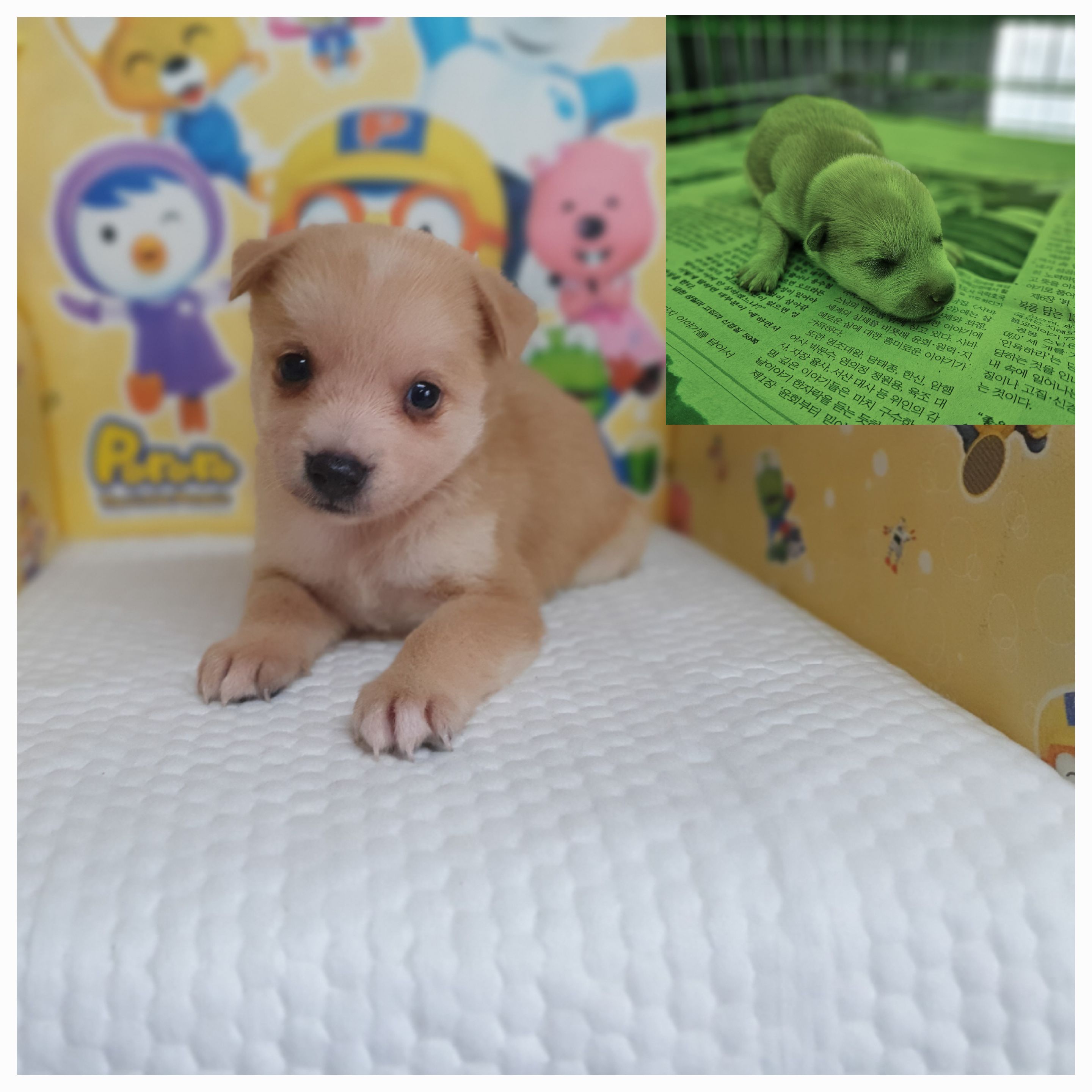 창원유기동물보호소_448567202400968