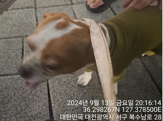 보호중 믹스견의 가…