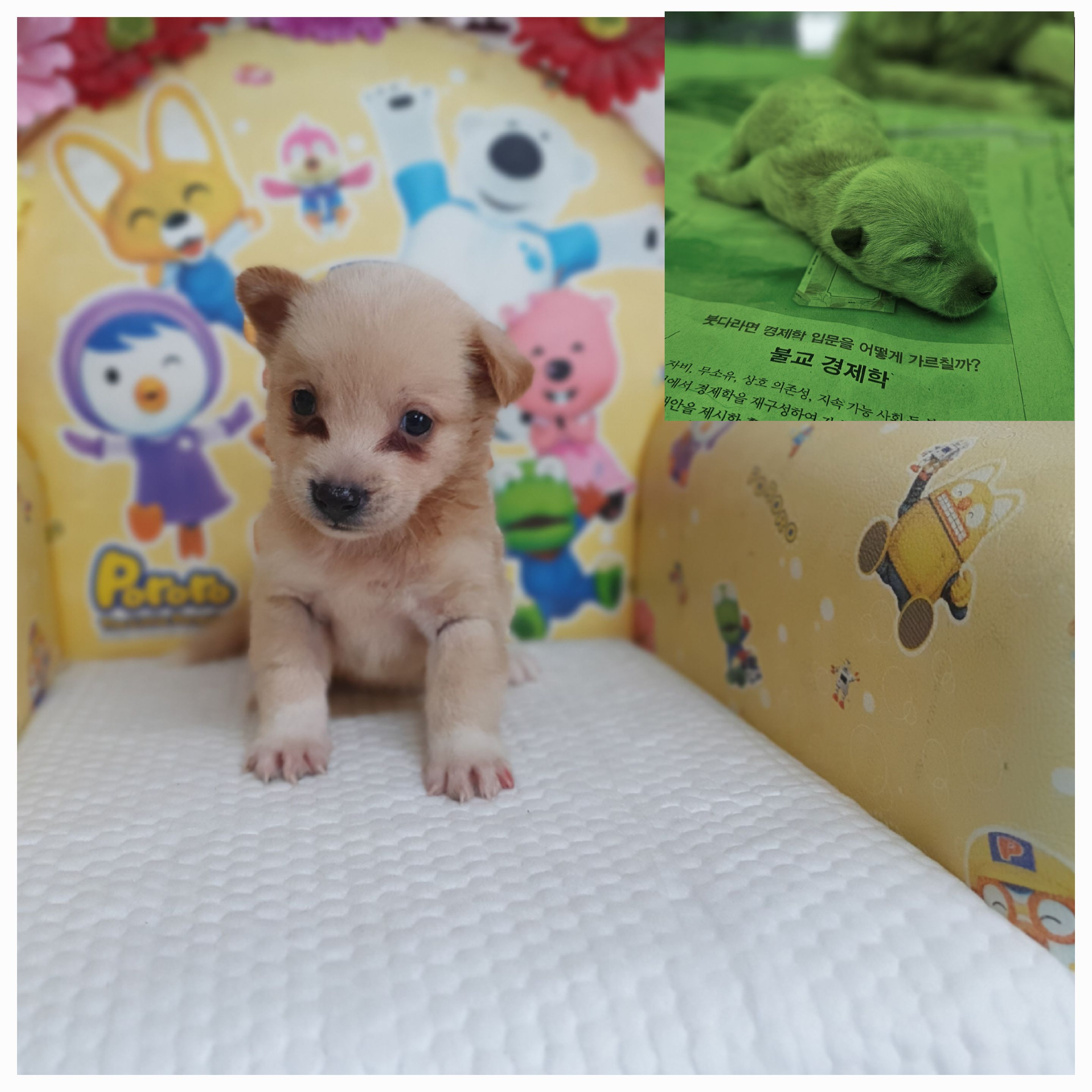 창원유기동물보호소_448567202400966