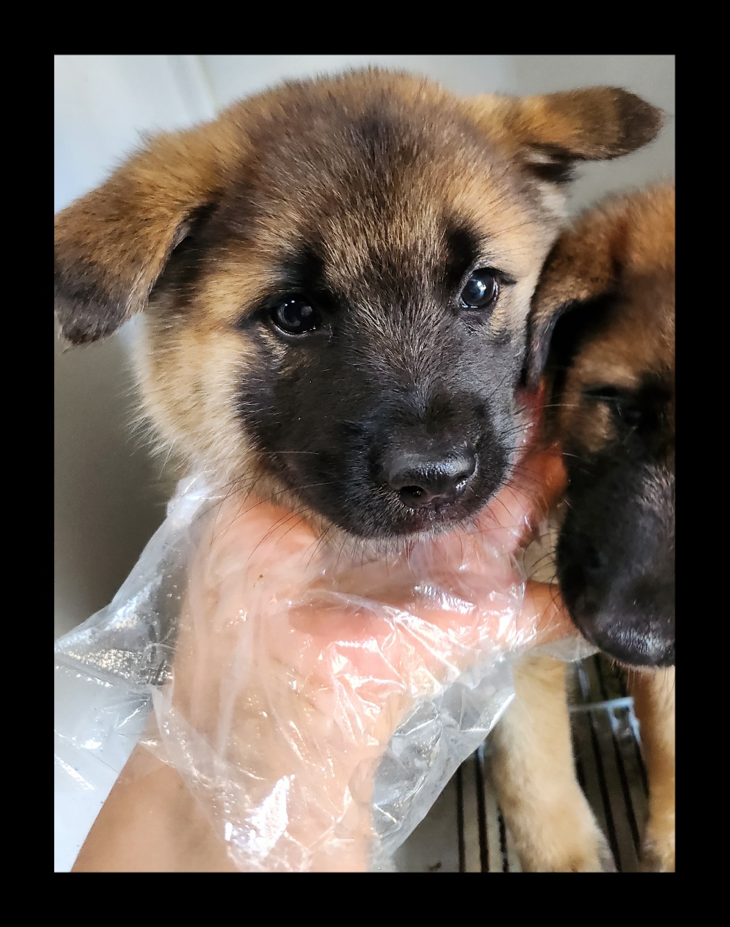 울산유기동물보호센터_431371202400375
