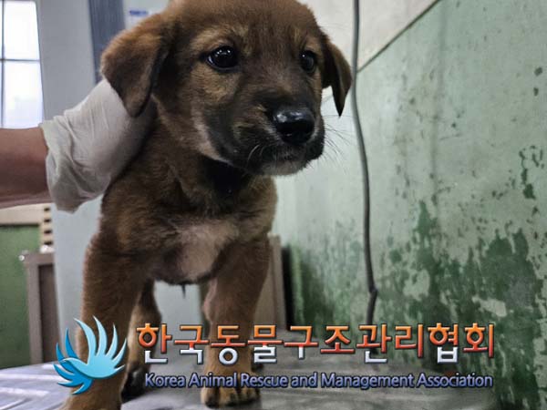 종료(안락사) 믹스…