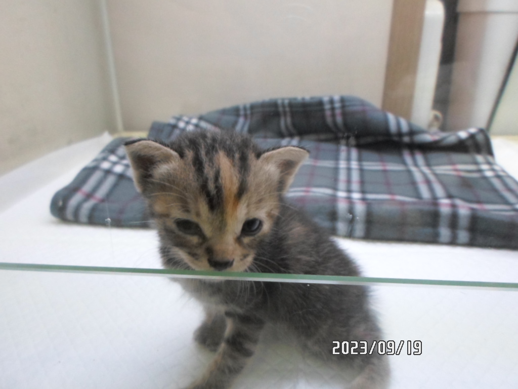 디아크동물종합병원_411319202400595