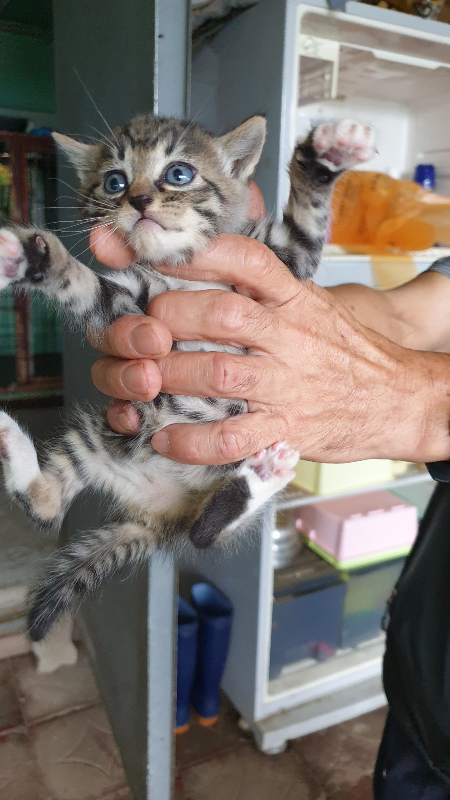 인제군유기동물보호소_442433202400407