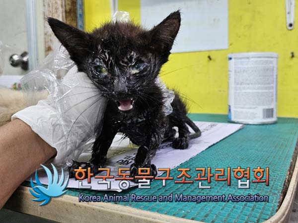 한국동물구조관리협회_411304202400454