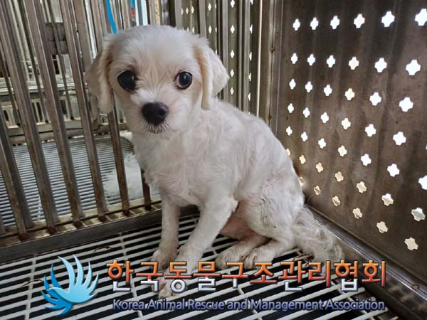 한국동물구조관리협회_441398202400315