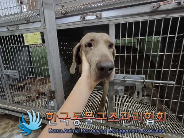 한국동물구조관리협회_411322202400497