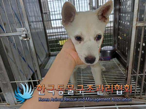 보호중 믹스견의 가…