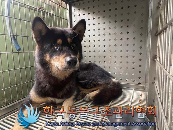 한국동물구조관리협회_441560202401150