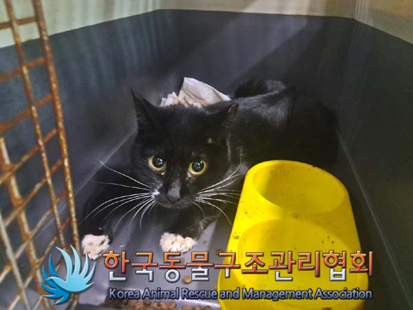 보호중 한국 고양이…