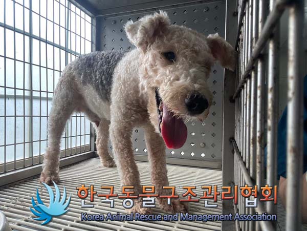 보호중 폭스테리어의…