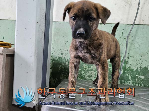 종료(안락사) 믹스…