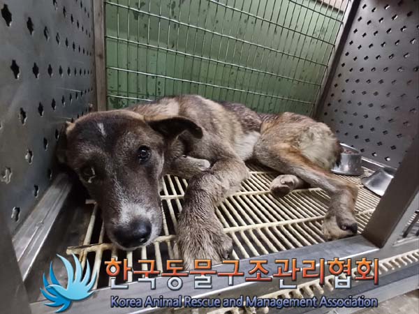 한국동물구조관리협회_441560202401148