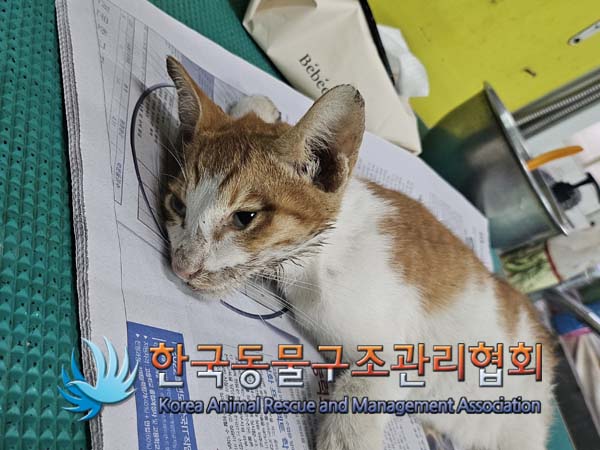 한국동물구조관리협회_411304202400453