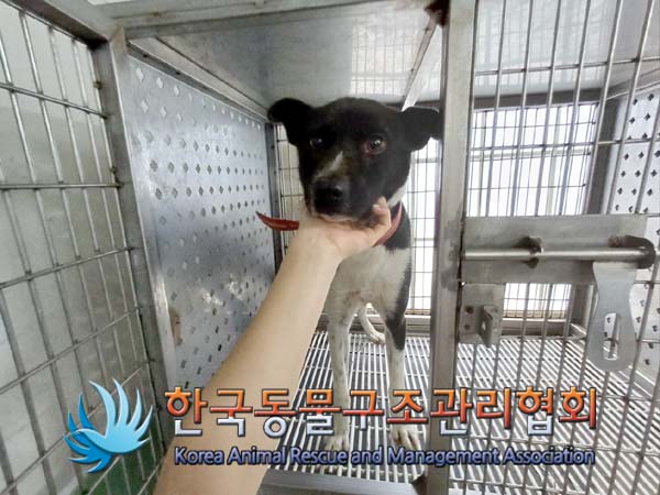 한국동물구조관리협회_411324202400464