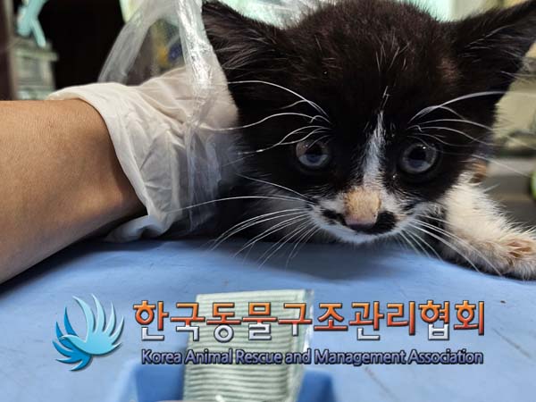 한국동물구조관리협회_411318202400317