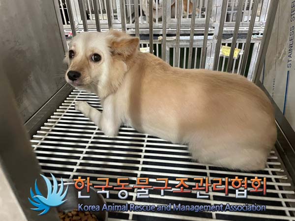한국동물구조관리협회_411315202400449