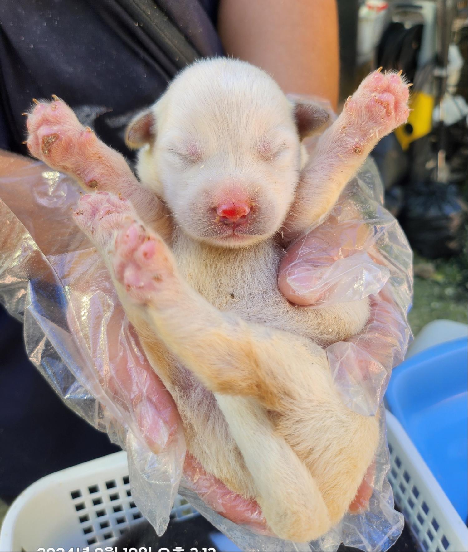 울산유기동물보호센터_431372202400501