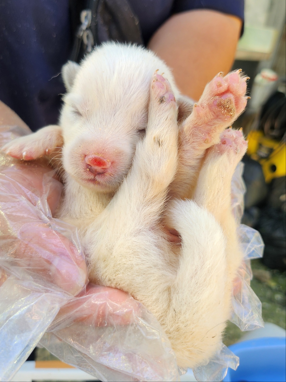 울산유기동물보호센터_431372202400507