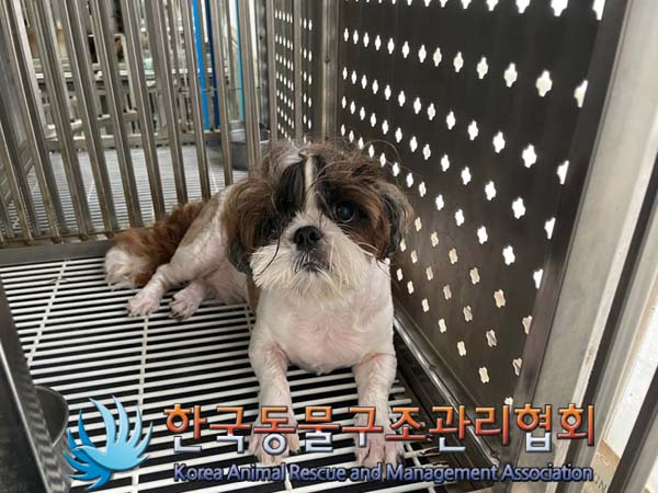종료(입양) 시츄의…