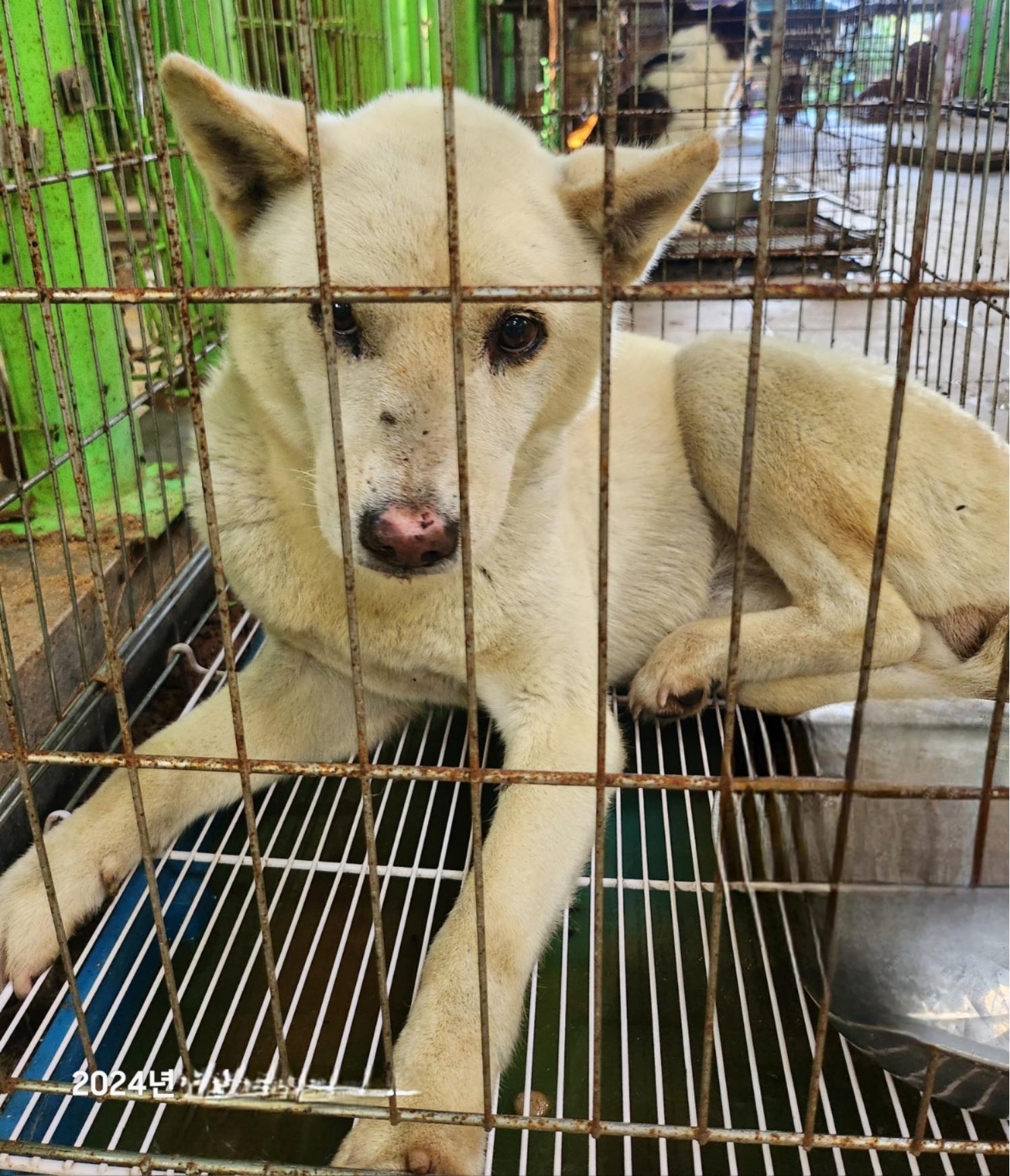 울산유기동물보호센터_431373202401277