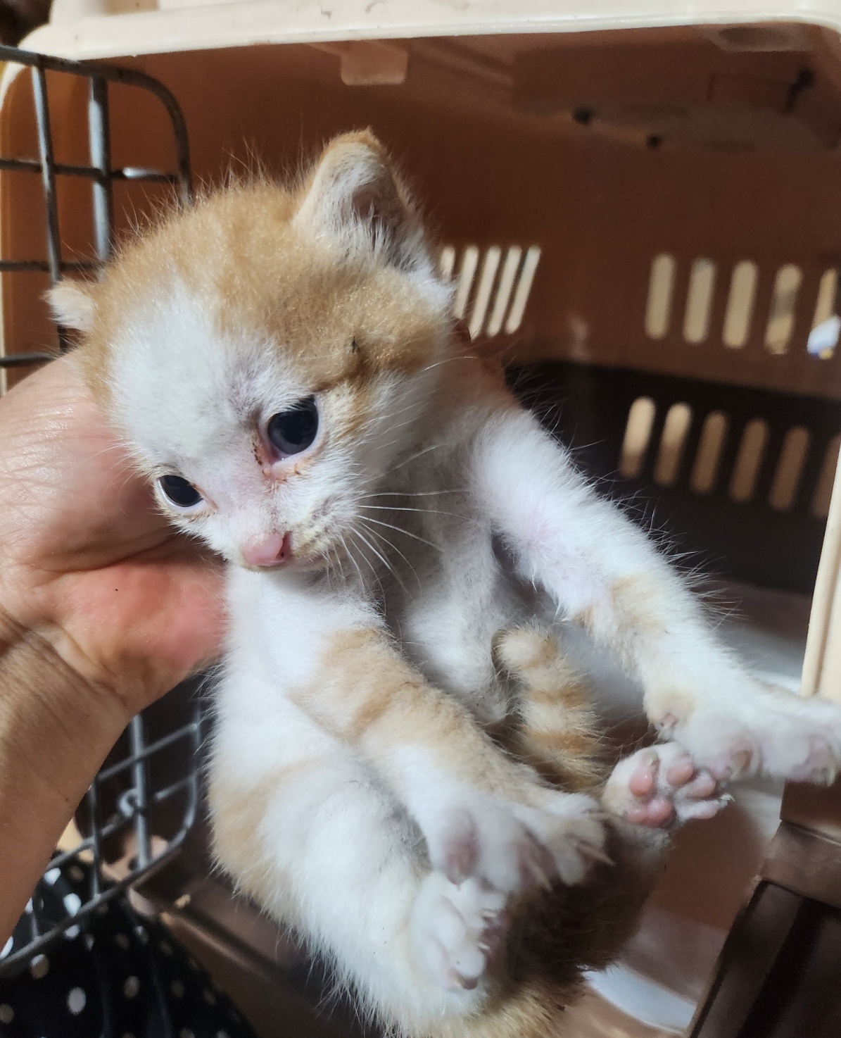 울산유기동물보호센터_431369202400486