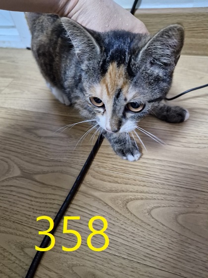 보호중 한국 고양이…