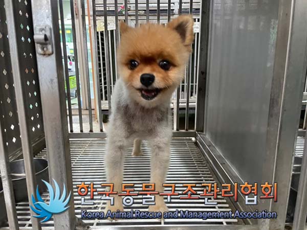 종료(반환) 포메라…