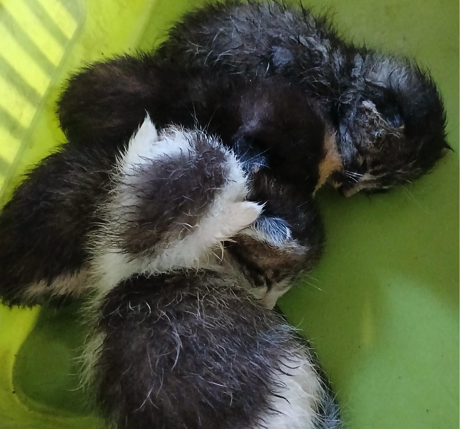 종료(자연사) 한국…