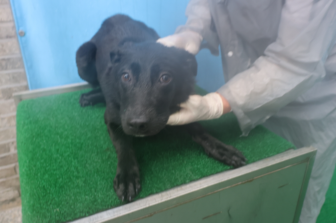 제주 동물보호센터_450650202402734