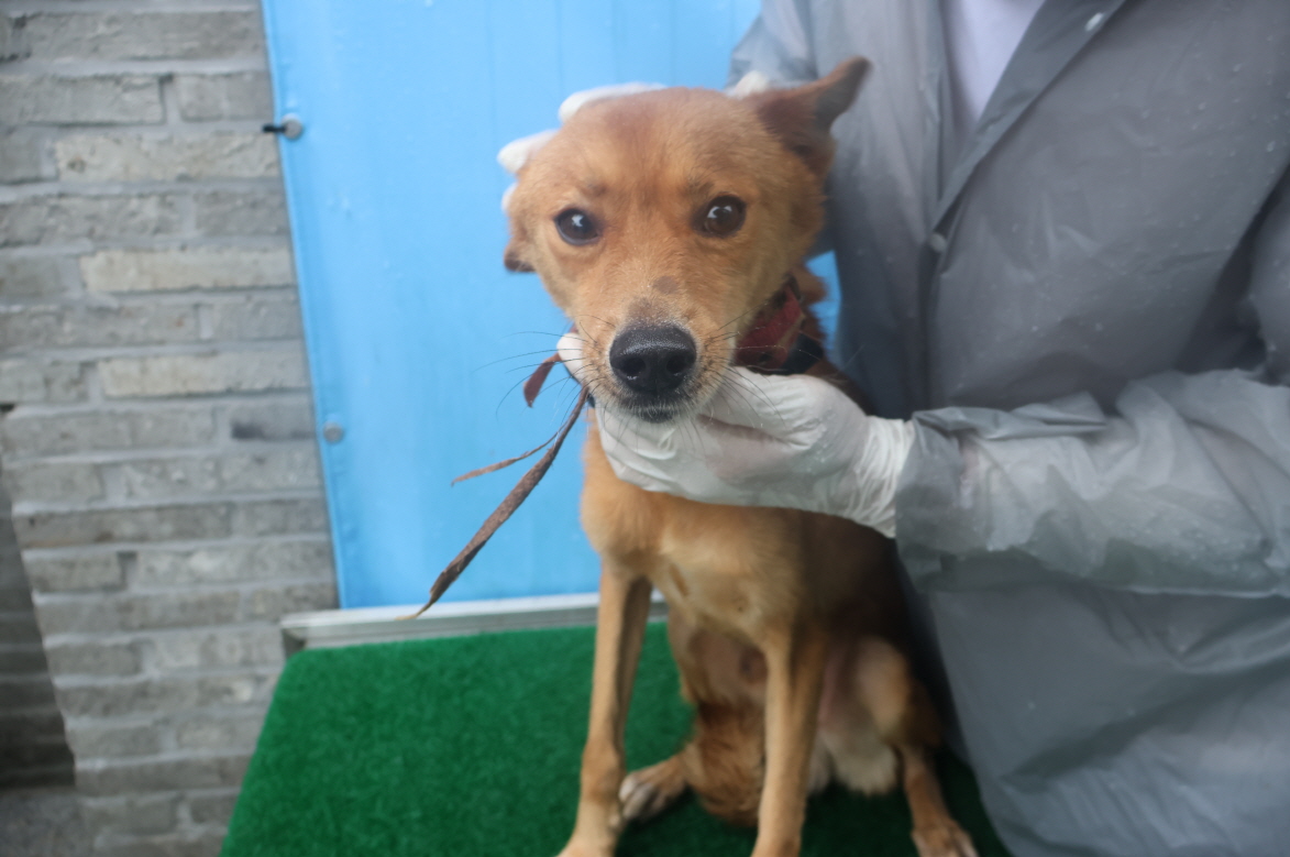 제주 동물보호센터_450650202402736