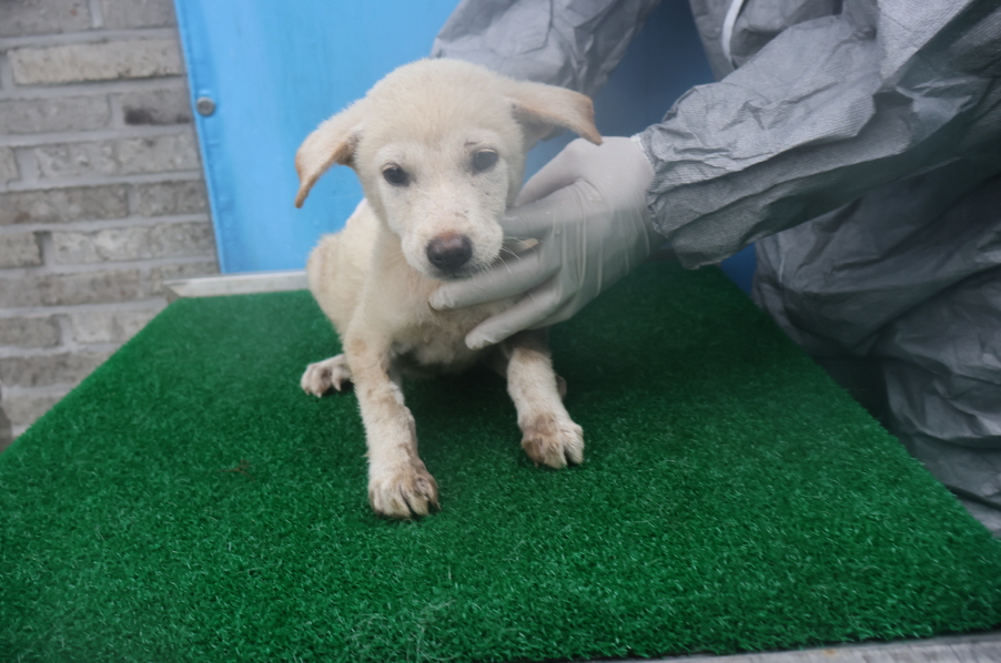 제주 동물보호센터_450650202402729