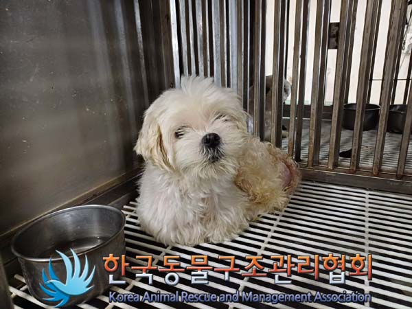 한국동물구조관리협회_411316202400502