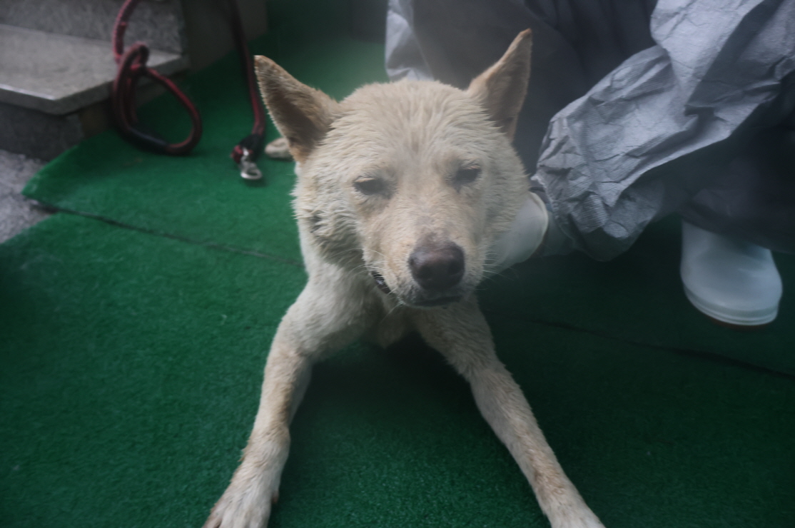 제주 동물보호센터_450650202402739
