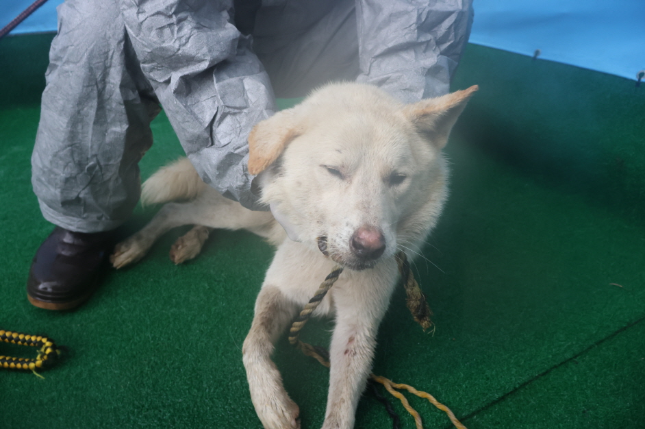 제주 동물보호센터_450650202402741