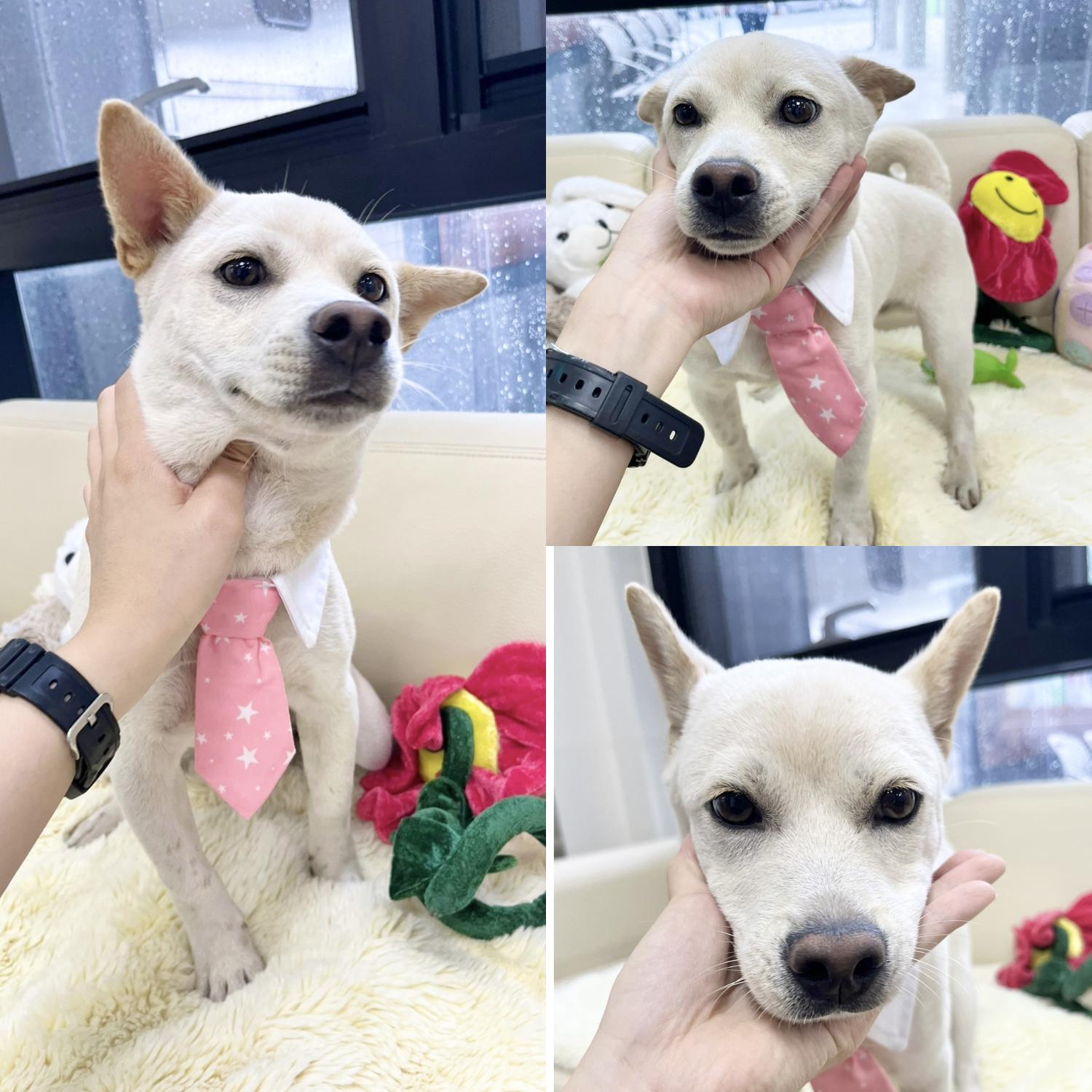 경주동물사랑보호센터_447505202401082