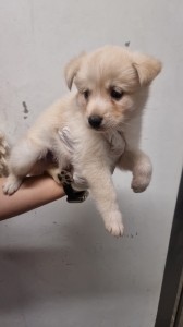 제주 동물보호센터_450650202402744
