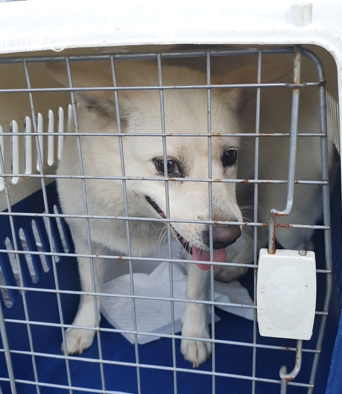 울산유기동물보호센터_431373202401280