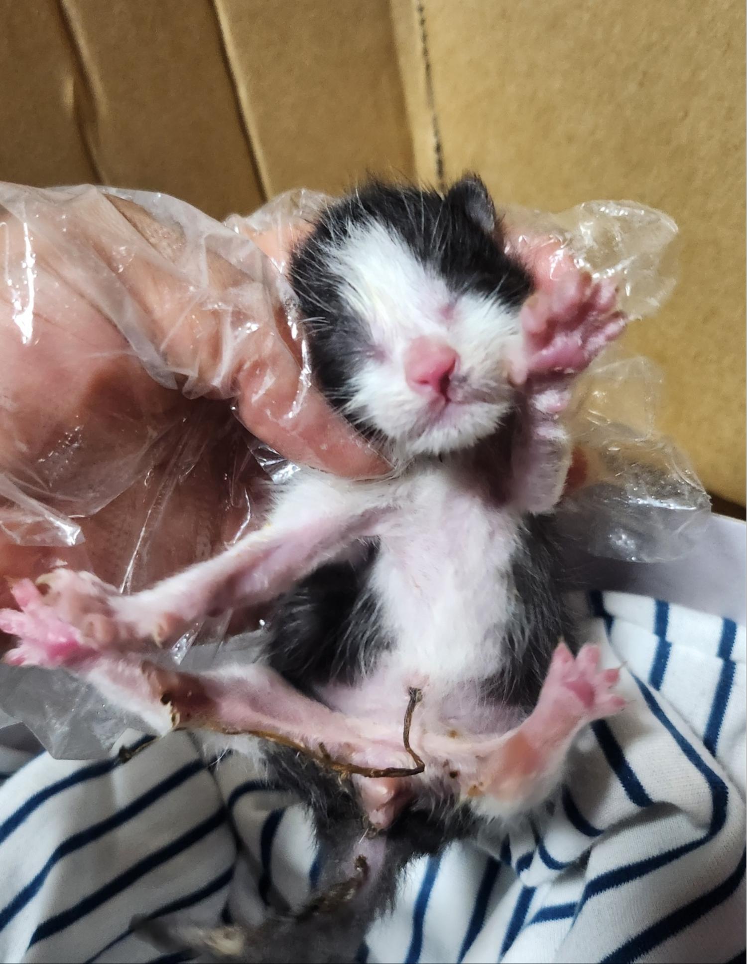 울산유기동물보호센터_431373202401281