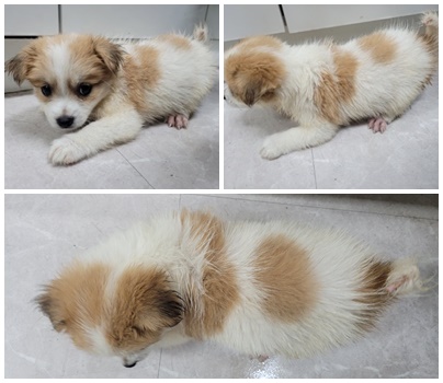 논산시 동물보호센터_444454202400887